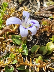 Lobelia ionantha