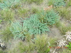 Astragalus dolichophyllus
