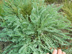 Astragalus dolichophyllus
