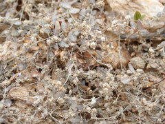 Atriplex buchananii