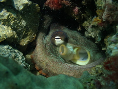 Octopus djinda