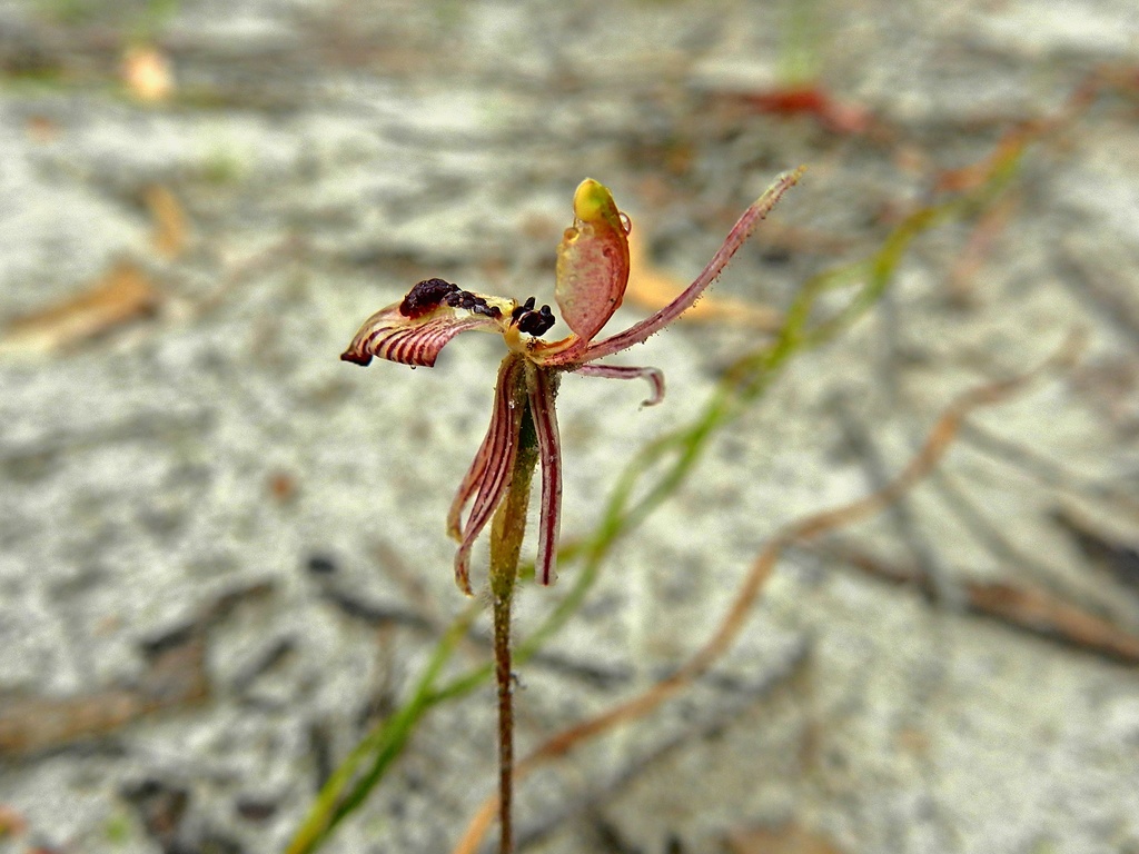 Zebra Orchid from Gibson WA 6448, Australia on September 20, 2017 at 09 ...