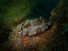 Aphelodoris gigas