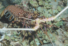 Panulirus femoristriga