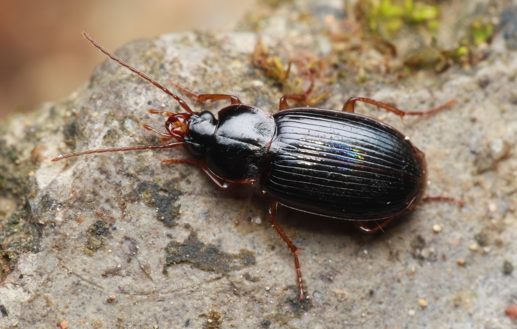 Atrotus