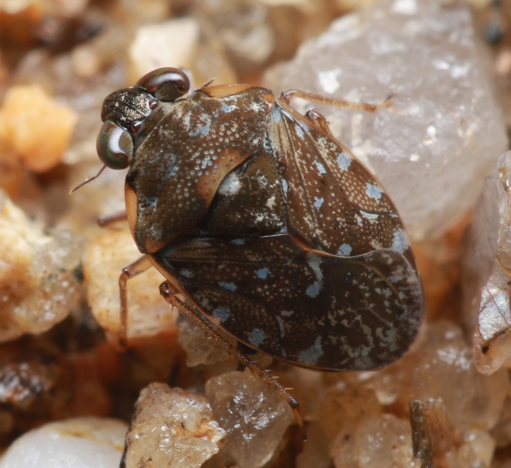 Blue-spotted Velvet Shore Bug
