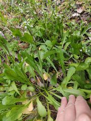 Calepina irregularis