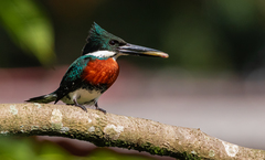 Chloroceryle americana