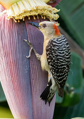 Melanerpes rubricapillus