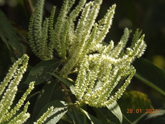 Colebrookea oppositifolia
