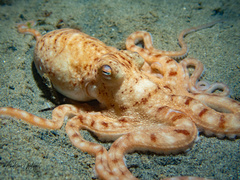 Callistoctopus
