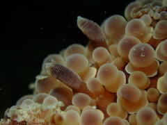Carminodoris armata