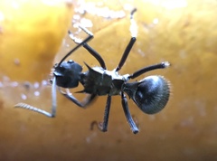 Polyrhachis militaris