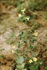 Oxalis frutescens