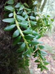 Phlegmariurus hamiltonii