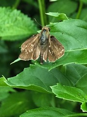 Pelopidas mathias mathias