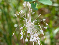 Allium paniculatum