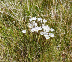 Gentianella muelleriana