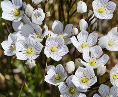 Gentianella muelleriana