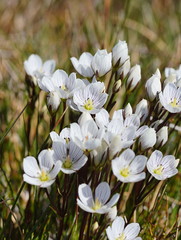 Gentianella muelleriana