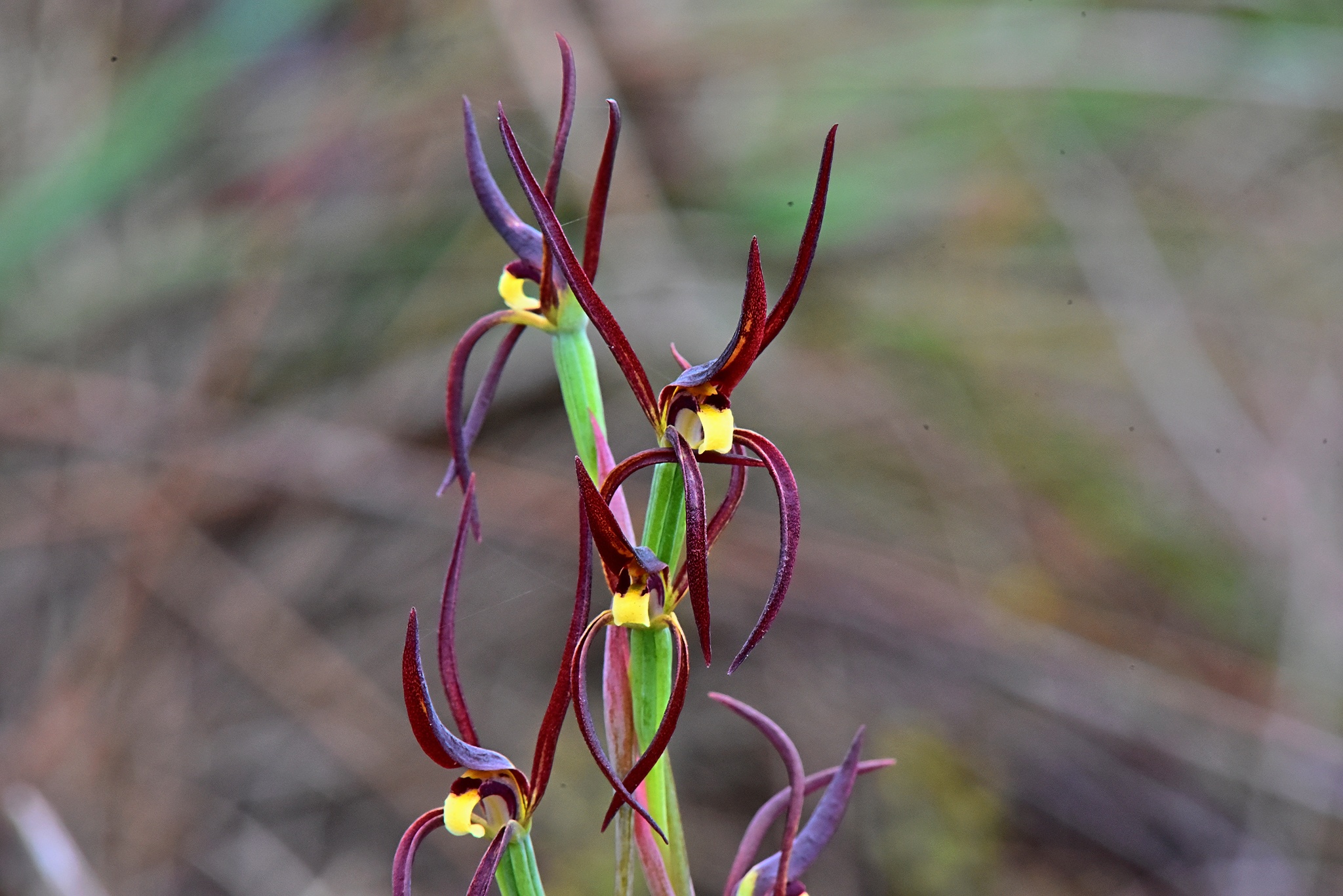 Lyperanthus