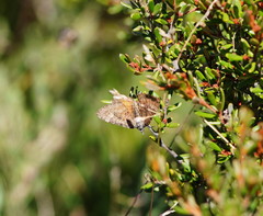 Chrysolarentia cataphaea