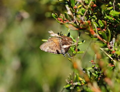Chrysolarentia cataphaea