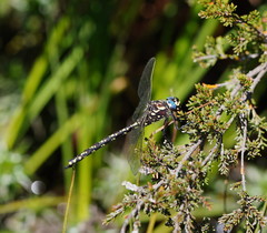 Austroaeschna flavomaculata