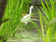 Egretta garzetta