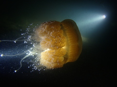 Phyllorhiza punctata