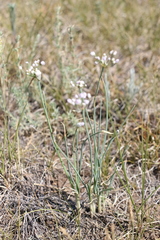 Allium anisopodium