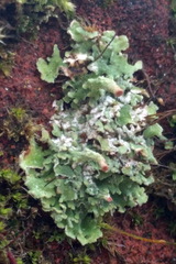 Cladonia pocillum