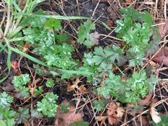 Geranium × cantabrigiense