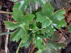 Geranium × cantabrigiense
