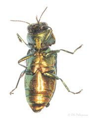Anthaxiini