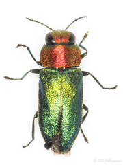 Anthaxiini
