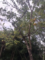 Bauhinia × blakeana