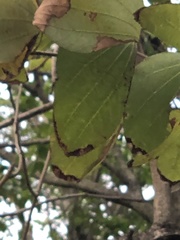 Bauhinia × blakeana