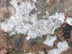 Lecanora campestris