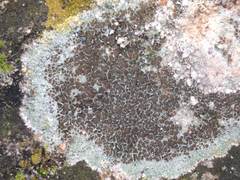 Lecanora campestris