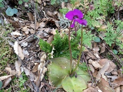 Pinguicula macrophylla