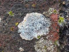 Porpidia soredizodes