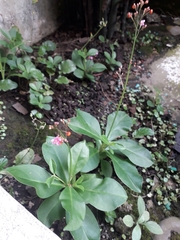 Talinum paniculatum