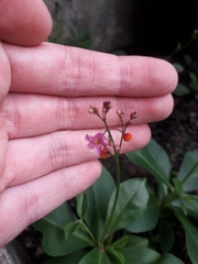 Talinum paniculatum