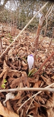Crocus vernus