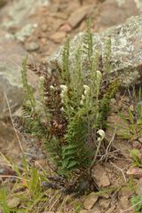 Paragymnopteris marantae