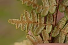 Paragymnopteris marantae