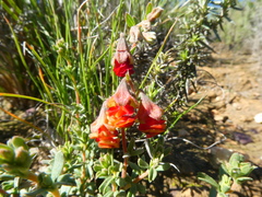 Hermannia ternifolia