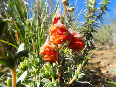 Hermannia ternifolia