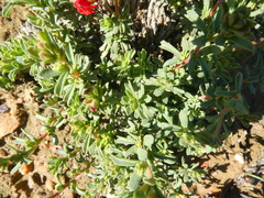 Hermannia ternifolia